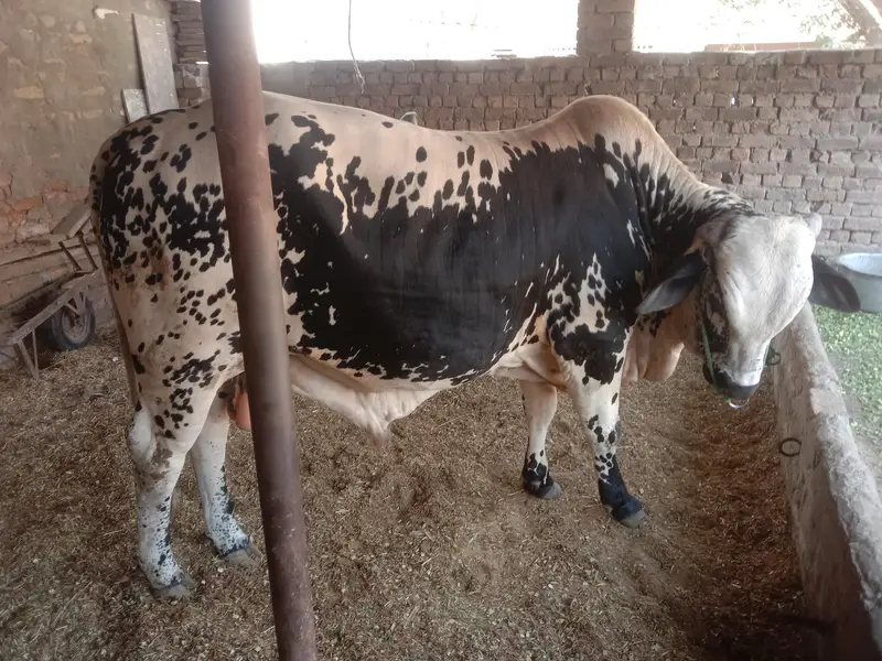 qurbani 2027 ke liye — photo 5