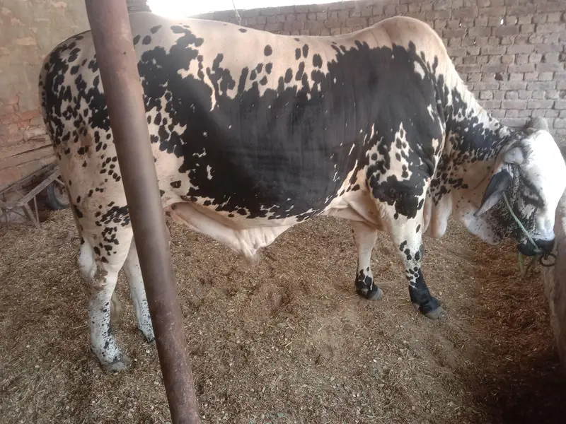 qurbani 2027 ke liye — photo 6