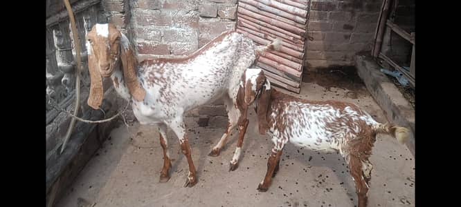 Makhi cheeni gabban bakri