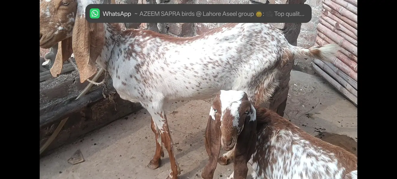 Makhi cheeni gabban bakri — photo 2