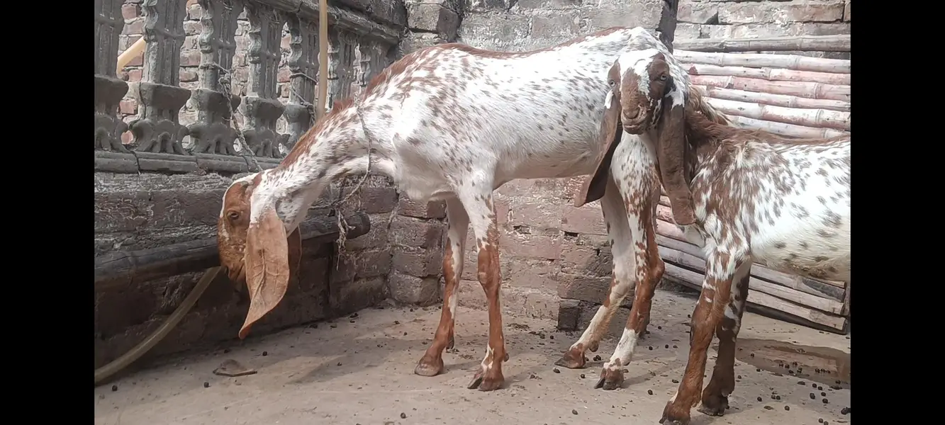Makhi cheeni gabban bakri — photo 3