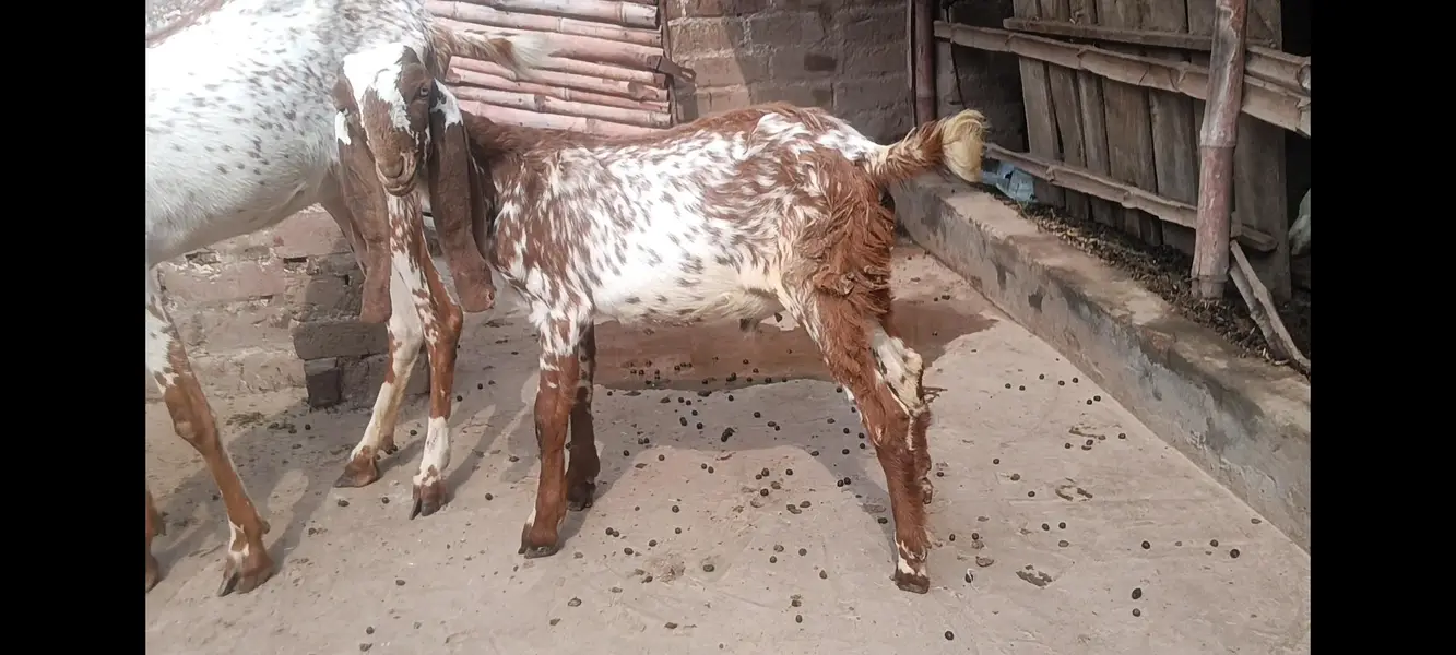 Makhi cheeni gabban bakri — photo 4