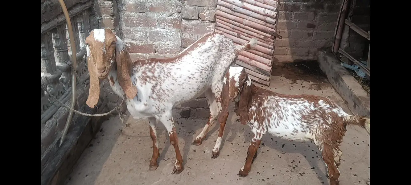Makhi cheeni gabban bakri — photo 5