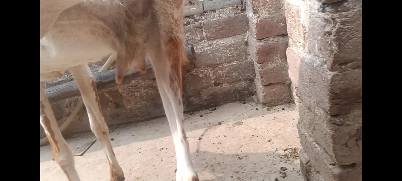 Makhi cheeni gabban bakri — photo 6