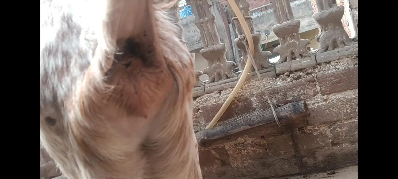 Makhi cheeni gabban bakri — photo 7