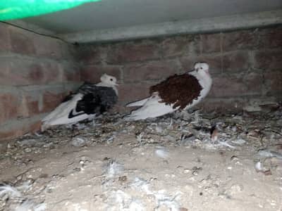 healthy pigeons