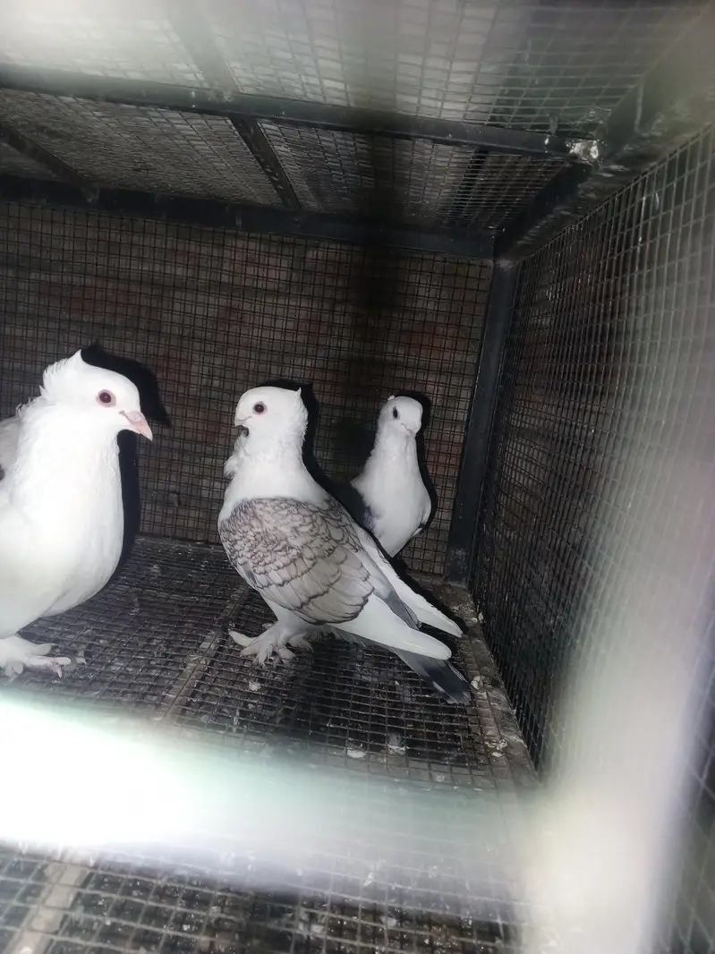 healthy pigeons — photo 2