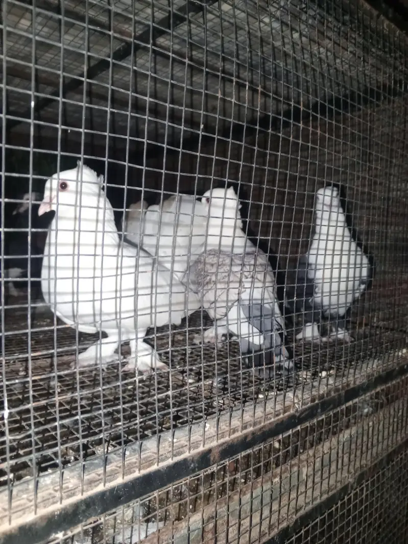 healthy pigeons — photo 3
