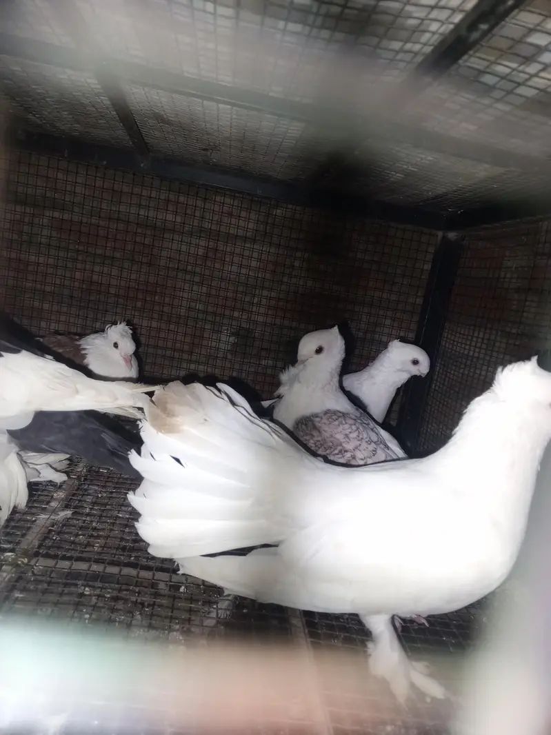 healthy pigeons — photo 4