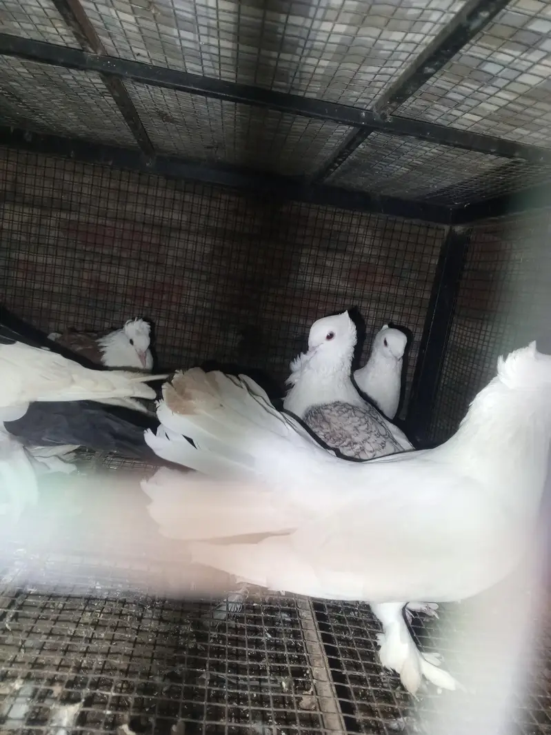 healthy pigeons — photo 5