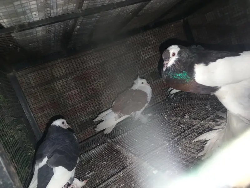 healthy pigeons — photo 6