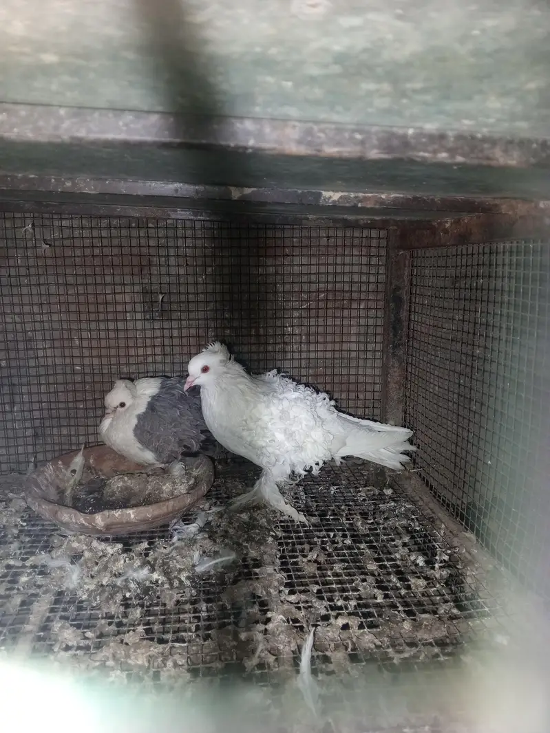 healthy pigeons — photo 7