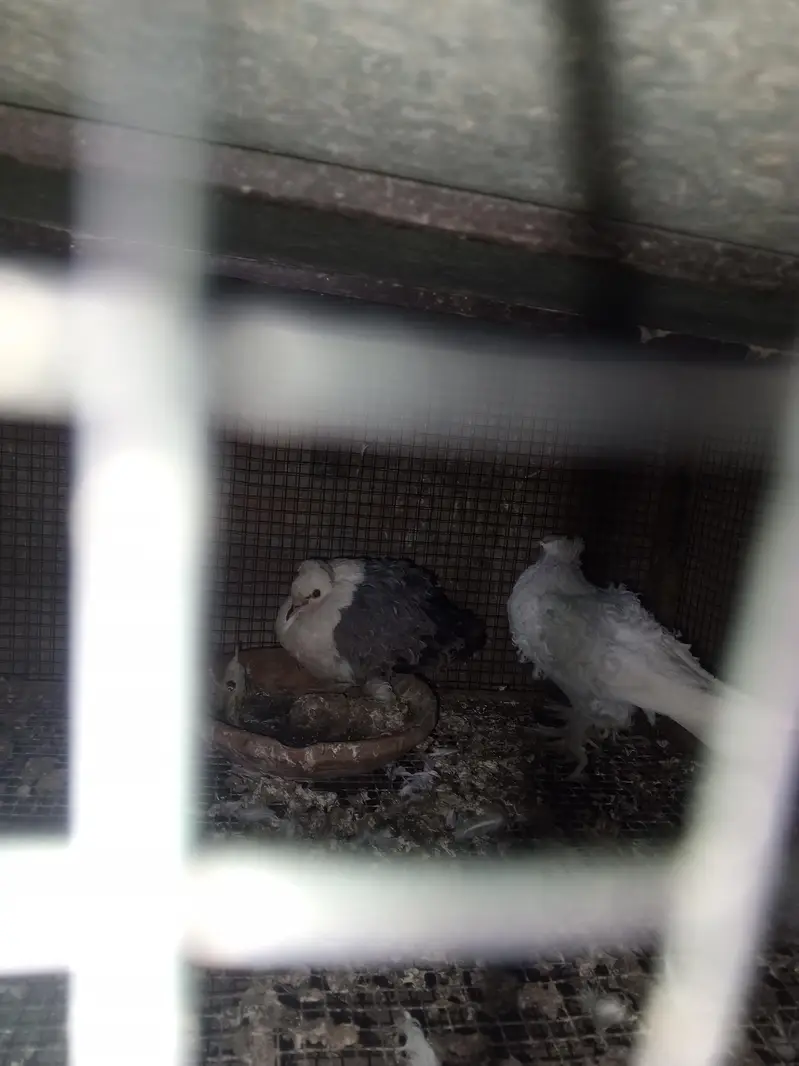healthy pigeons — photo 8