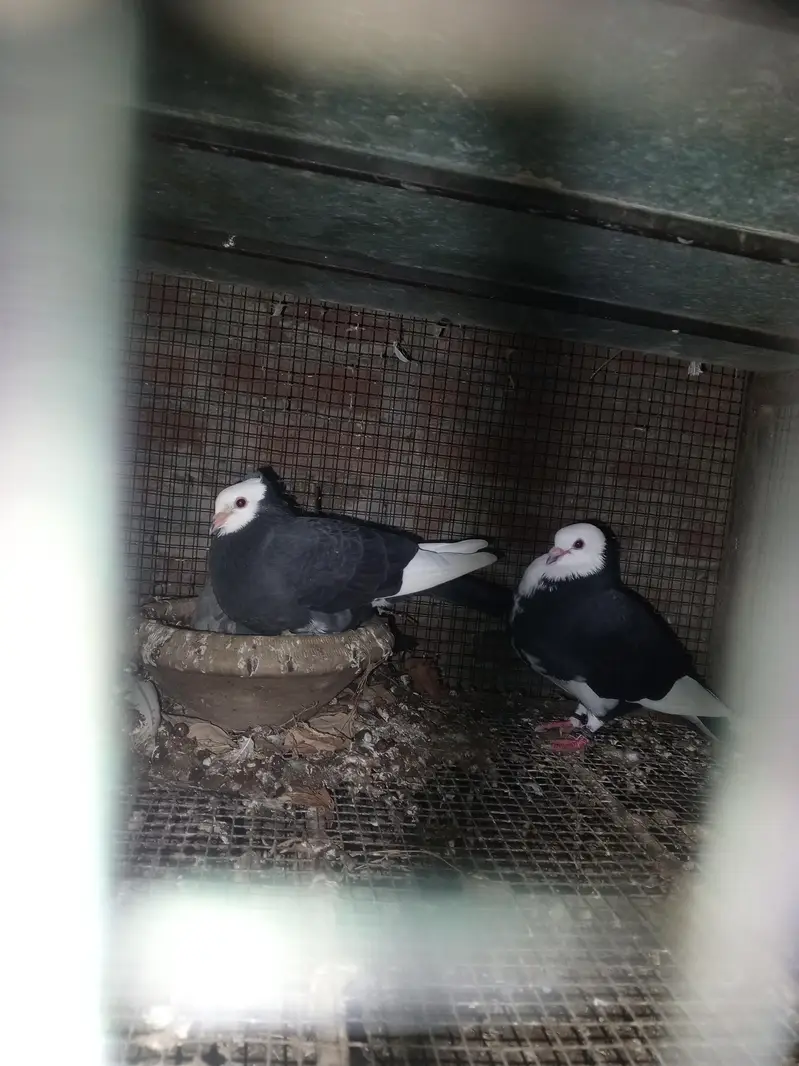 healthy pigeons — photo 9