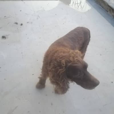 cocker spanial dog male
