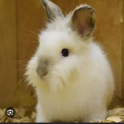 Lion head dearf black rose and black ears rabbit