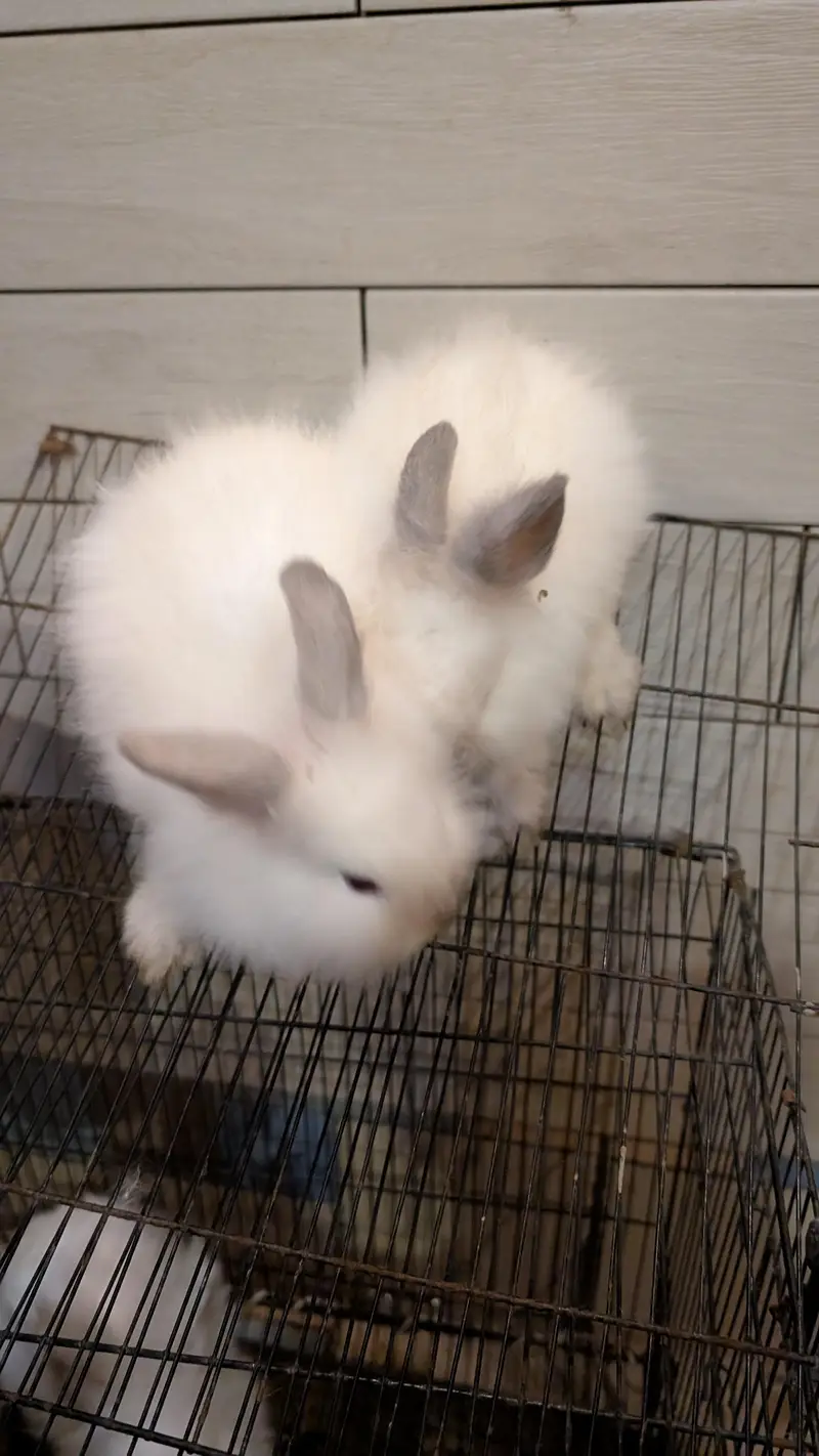 Lion head dearf black rose and black ears rabbit — photo 2