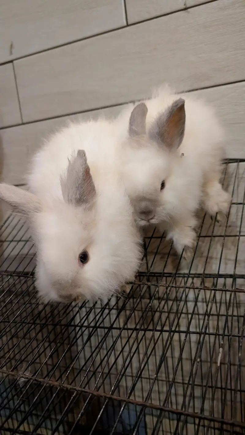 Lion head dearf black rose and black ears rabbit — photo 3