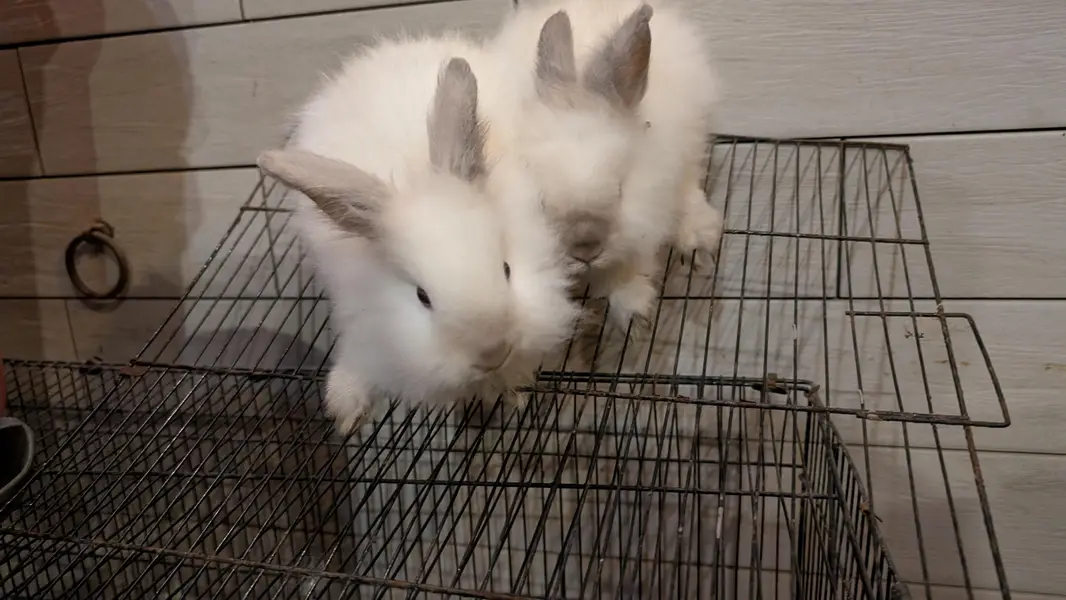 Lion head dearf black rose and black ears rabbit — photo 4