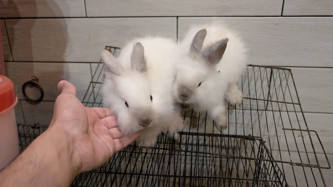 Lion head dearf black rose and black ears rabbit — photo 5