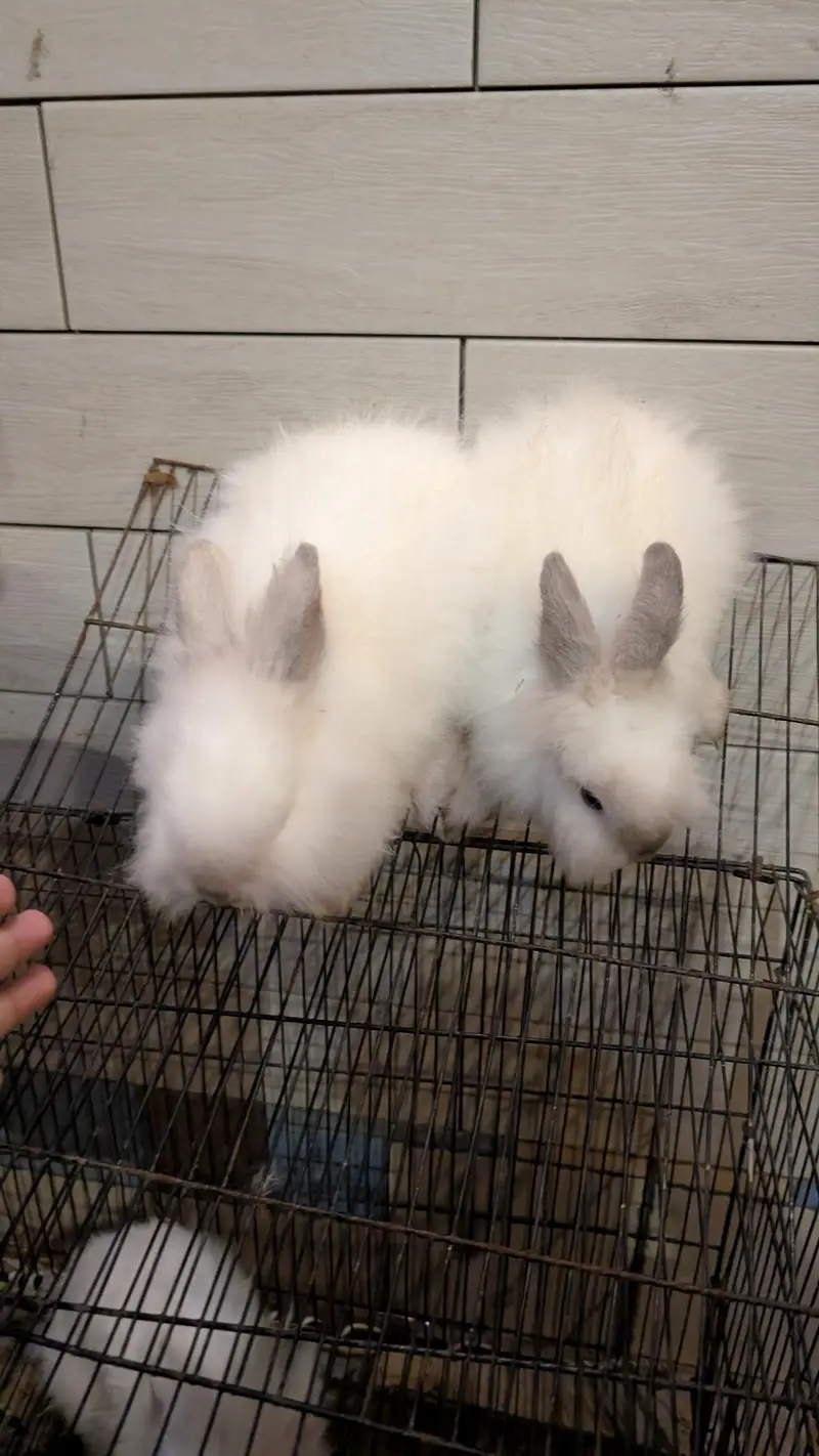 Lion head dearf black rose and black ears rabbit — photo 6