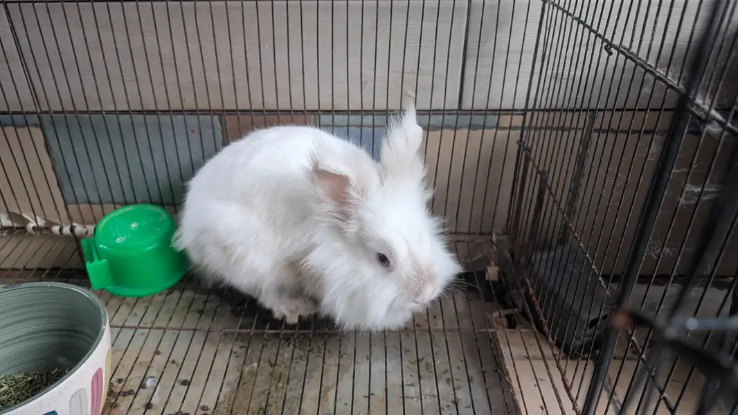 Lion head dearf black rose and black ears rabbit — photo 7