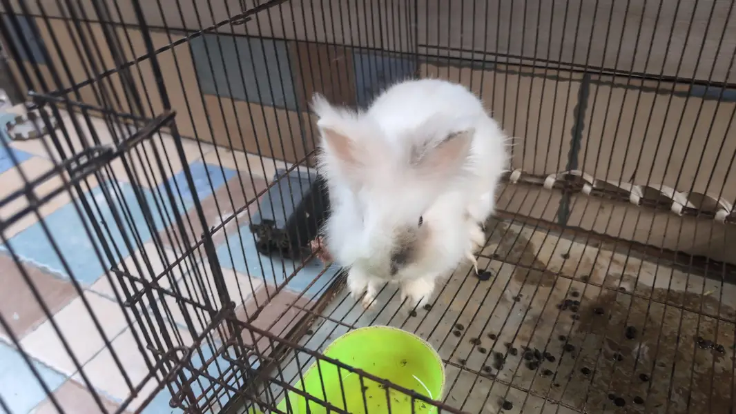 Lion head dearf black rose and black ears rabbit — photo 8