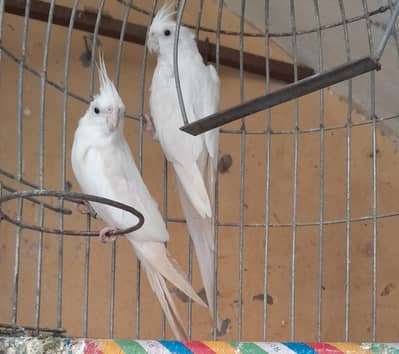 2 eno male cocktail for sale.
