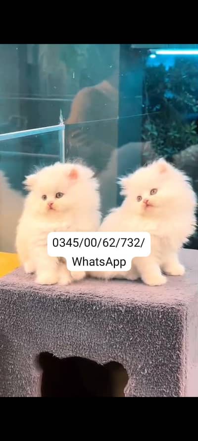 Quality Persian Punch face cat & kitten Male female Both available h