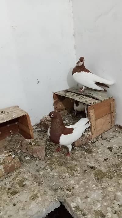 Laal khal alfai breeder pair available