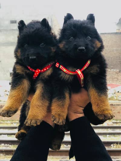 German Pupps | German Shepherd Pupps | GSD Long Coat puups For Sale