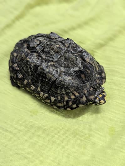 Healthy And Active Turtles