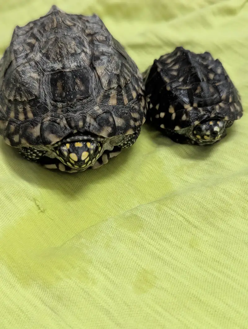 Healthy And Active Turtles — photo 2
