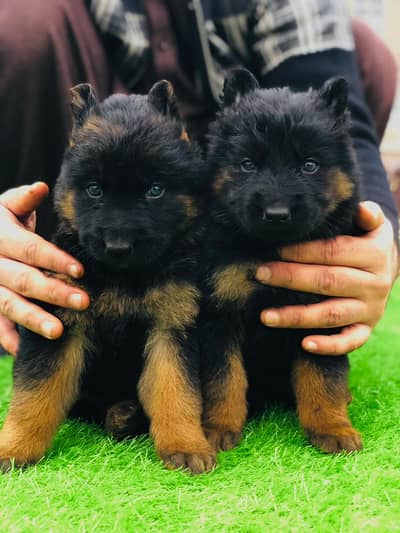 German Shepherd Pupps | German Shepherd Pupps | Pupps For Sale | GSD