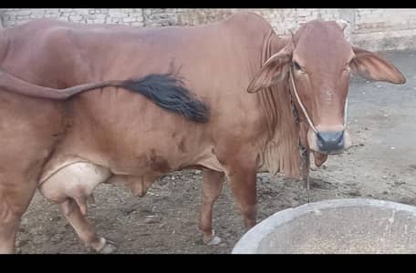 Pure Sahiwal Cow for Sale in Sukkur