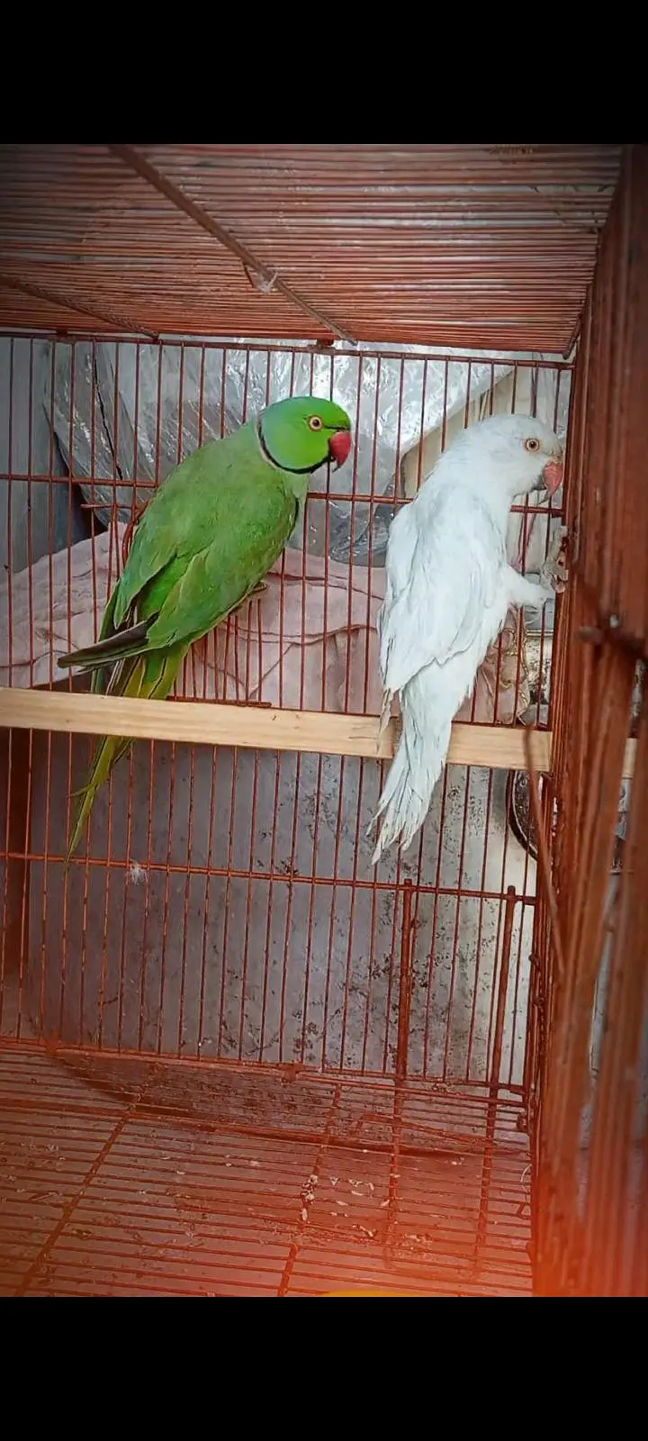 Beautiful breeder pair — photo 2