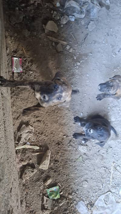 BEST SECURITY DOG FOR SALE