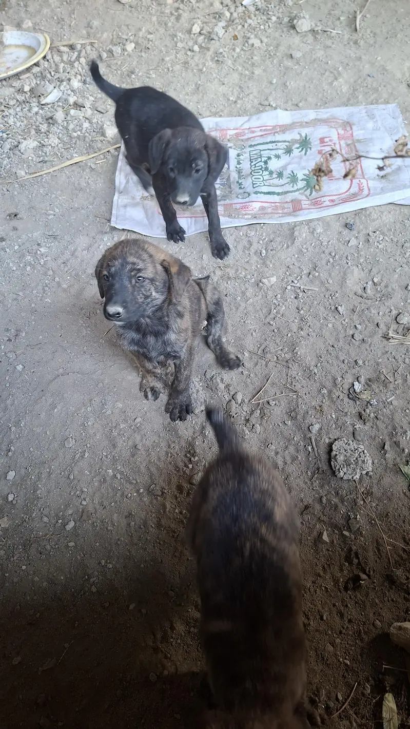 BEST SECURITY DOG FOR SALE — photo 2