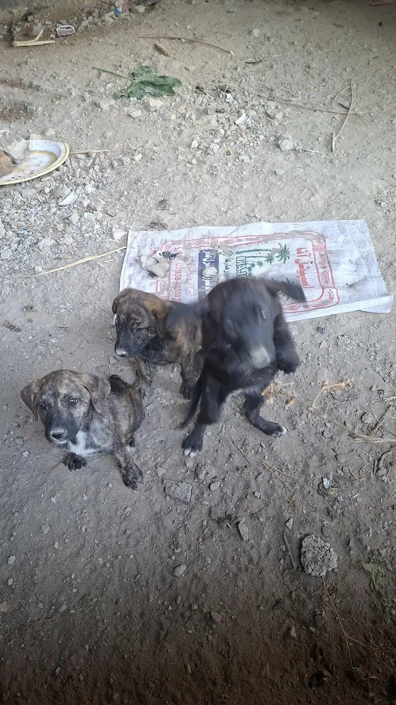 BEST SECURITY DOG FOR SALE — photo 3