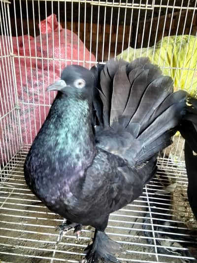 pure black laky