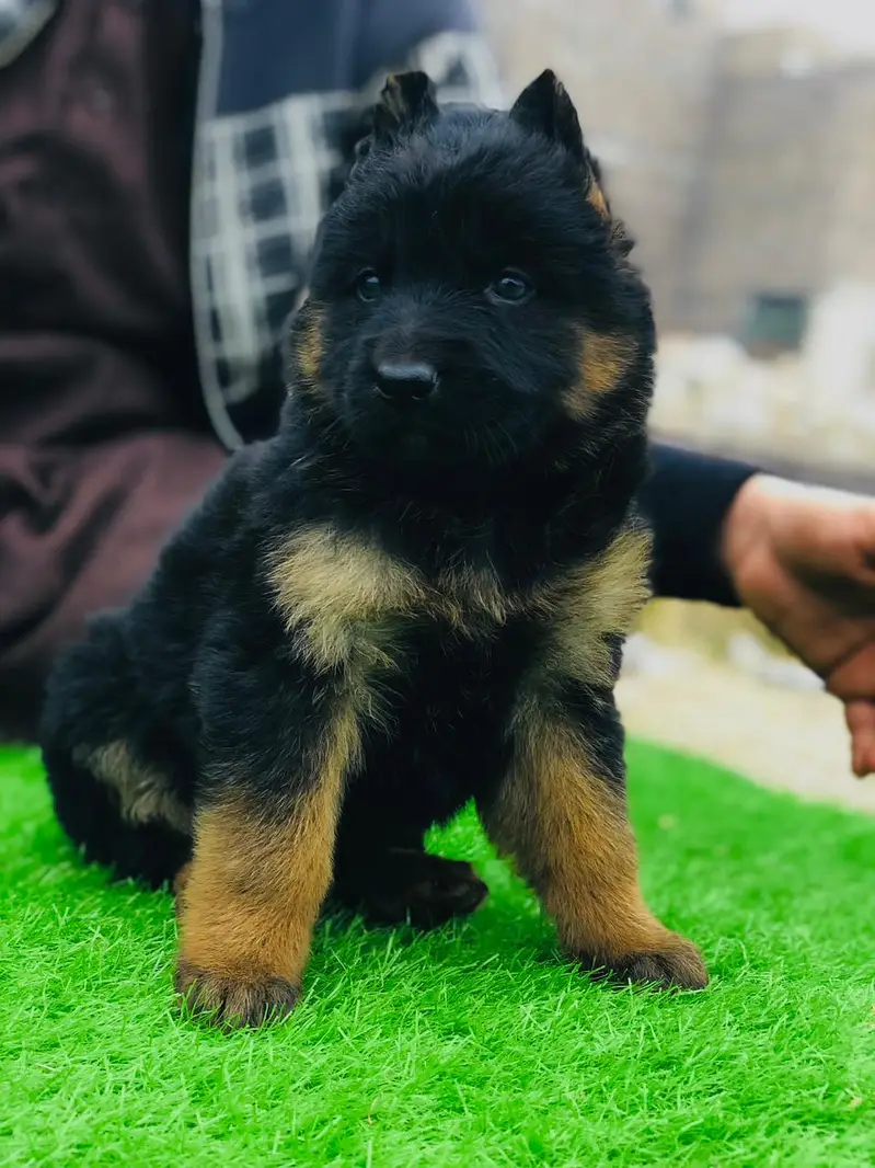 German shepherd Puppy | Long Coat German Shepherd Pupps | GSD Pupps — photo 3