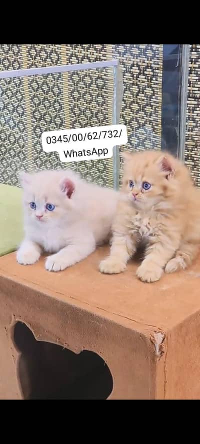 Quality Persian Punch face cat & kitten Male female Both available h