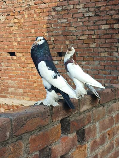 breeder pair