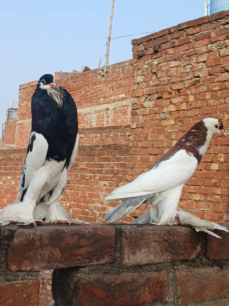 breeder pair 1