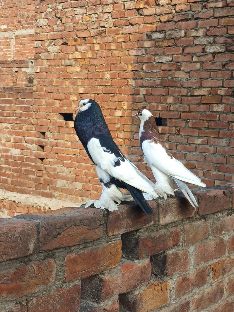 breeder pair 2