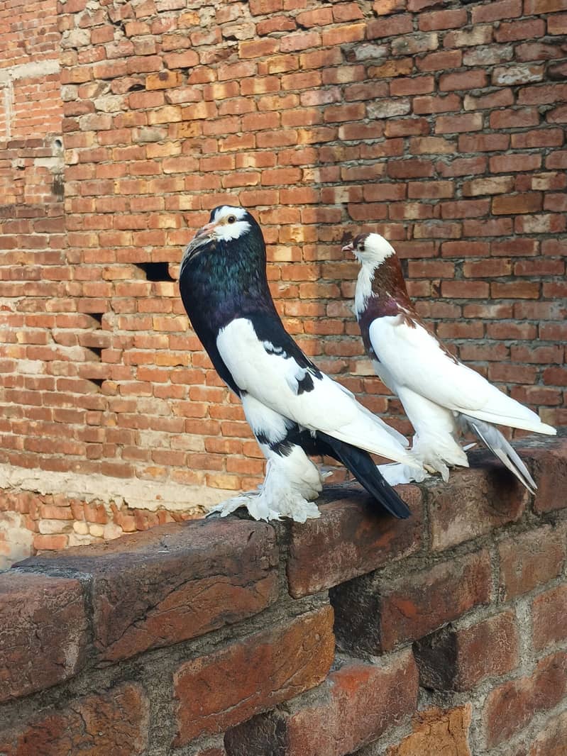 breeder pair 3