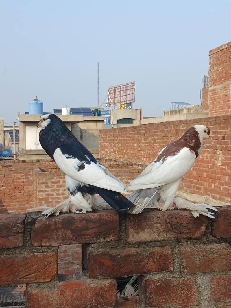 breeder pair 4