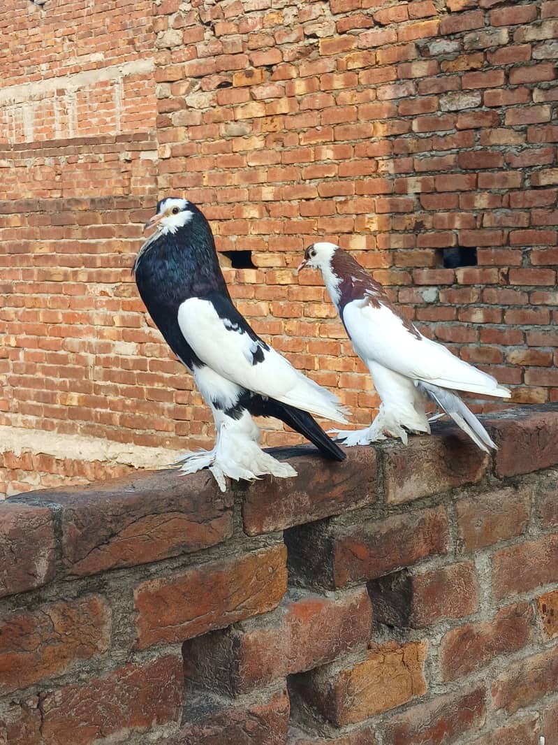 breeder pair 5