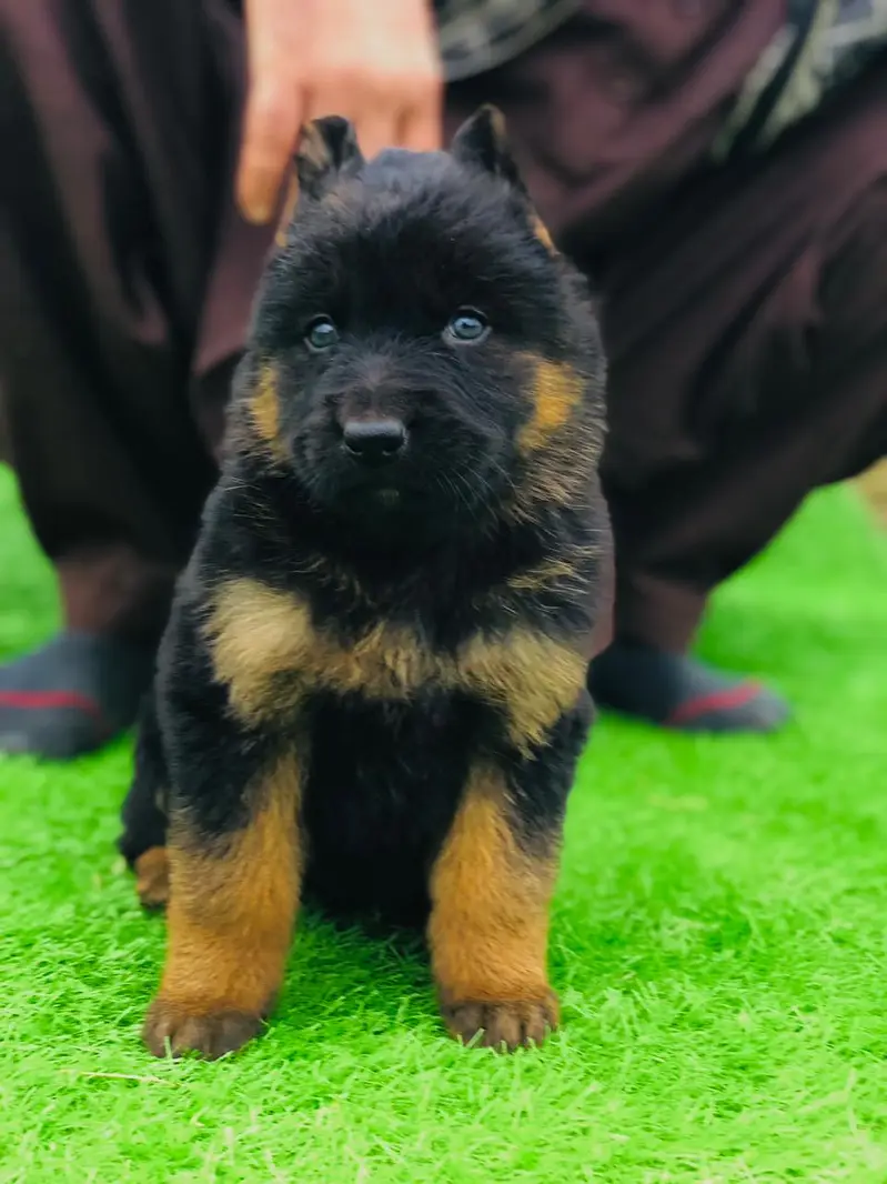 German shepherd Long Coat Pupps | German Pupps | GSD | Pupps For Sale — photo 2