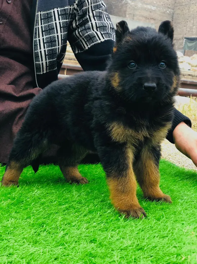 German shepherd Long Coat Pupps | German Pupps | GSD | Pupps For Sale — photo 3